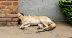 Esto es lo que debes hacer si tu perro tiene pesadillas