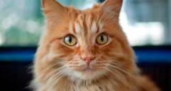 ¿Por qué los gatos son perfectos evolutivamente? Esto dice la ciencia 