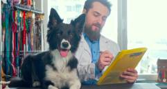 Esterilización canina: guía esencial para el bienestar de tu perro