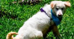 Cinco miedos más comunes de los perros
