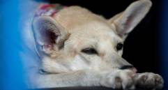 Los perros turistas tendrán que pagar para entrar a esta ciudad