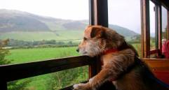 Top seis de razas de perros que más muerden