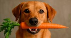 La alimentación influye en la esperanza de vida de tu perro