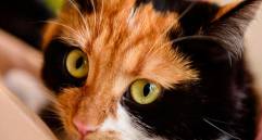 Gatos sin cola en Japón: ¿por qué son considerados símbolos de buena suerte?