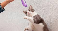 ¿Cómo entrenar la agilidad en gatos? Claves para el bienestar para tu felino