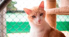 Problemas comunes del comportamiento en gatos