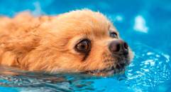 Hidroterapia para perros: el aliado para tu mascota