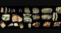 Fósiles hallados en el lecho marino frente a Java revelan cómo vivió el Homo erectus en Sondalandia hace 140.000 años. FOTO Cortesía Universidad de Leiden