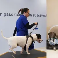 El centro integra espacios de fisioterapia, hidroterapia y atención clínica especializada para animales de compañía, ubicado en la Avenida Las Palmas. FOTOS cortesía Bivett