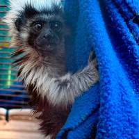 El tití cabeciblanco es una especie oriunda de los bosques del nordeste de Colombia, especialmente de las cuencas de los ríos Atrato y Magdalena. FOTO: CORTESÍA AMVA