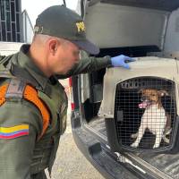 Personal de la Policía verificó el caso y trasladó al perro al Centro de Bienestar Animal La Perla. FOTO Policía Metropolitana. 