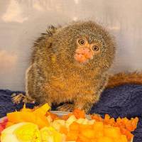 Este primate es llamado pigmeo por su minúsculo tamaño, de 12 a 15 centímetros aproximadamente. Foto: cortesía.