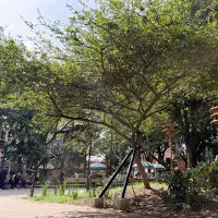 Con el abrazo de la muletica se espera que el carbonero supere una etapa crítica y se mantenga firme varios años más. FOTO: CORTESÍA ALCALDÍA DE MEDELLÍN