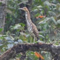 El vaco cabecinegro es una especie que se ve, más que todo, en Brasil, Argentina, Guyana y Costa Rica. FOTO: CORTESÍA ALCALDÍA DE MEDELLÍN