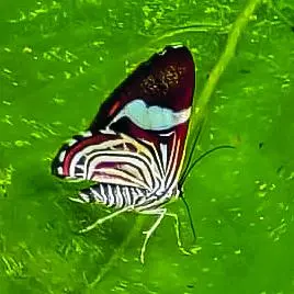 En la Corporación Casa de Mariposas estudian todos los ciclos de vida de estos insectos. FOTO Santiago Yepes Vidal.