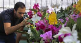 Exposición Florecer, un encuentro para conocer 2.000 orquídeas en Medellín