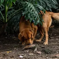 Imagen de referencia de perros en un parque de la ciudad. Foto: EL COLOMBIANO