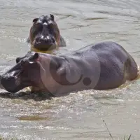 Hipopótamos en el Magdalena Medio se convierten en una amenaza para las personas y otras especies. Foto: Esteban Vanegas