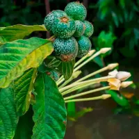 Un nuevo estudio revela cómo las plantas transmiten señales internas para enfrentar el estrés ambiental. FOTO Sstock