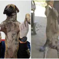 Las evaluaciones médicas al perrito víctima de un brutal maltrato en Bolívar, explicaron cómo el animal logró sobrevivir a los fuertes golpes. FOTO: GOBERNACIÓN DE ANTIOQUIA