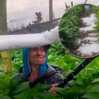 En La Unión trabajadores retiraron con pala el granizo acumulado entre los cultivos de hortensias, destinadas a mercados de Estados Unidos y Rusia. Foto: Captura de videos en redes sociales.