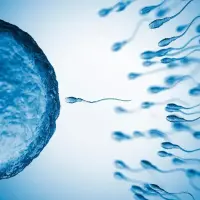 La Organización Mundial de la Salud publicó su primer perfil de producto objetivo para métodos anticonceptivos masculinos, un documento que define las características que deberían reunir los futuros métodos y busca orientar a investigadores, financiadores y desarrolladores. FOTO GETTY