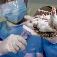 Las cepas H5N1 y H7N9, detectadas respectivamente en 1997 y 2013, han sido las principales responsables de los casos humanos de gripe aviar. FOTOS: Colprensa y EL COLOMBIANO