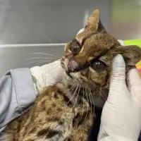 El animal permaneció más de 70 horas en UCI bajo atención especializada, pero no logró sobrevivir. FOTO: Federico Gutiérrez vía X. 