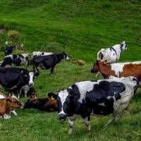 Entre las pérdidas se encuentran un toro, nueve vacas, nueve crías machos y seis crías hembras. FOTO: Juan Antonio Sánchez. 