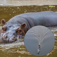 En el video, se ve como la embarcación intenta evadir al hipopótamo y al final termina cruzando justo sobre el animal. Fotos: EL COLOMBIANO y captura del video.