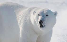 Debido a la lata, el oso polar estaba lastimado en su boca. FOTO EFE