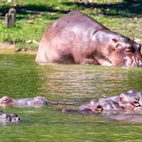 Desde que Pablo Escobar trajo los primeros hipopótamos desde Estados Unidos hace 40 años, ningún gobierno ha sido capaz de volver a montar a otro de estos individuos en un avión. FOTO Juan Antonio Sánchez