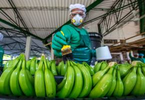 Producto del trabajo de las autoridades en alianza con los productores el 99% de las áreas bananeras y plataneras en Colombia están libres del hongo FOC R4T. FOTO Juan Antonio Sánchez