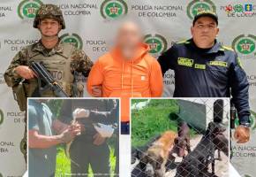 El hombre capturado es señalado de presuntamente tener más de 30 animales en precarias condiciones en un criadero ilegal. FOTOS Cortesía Fiscalía