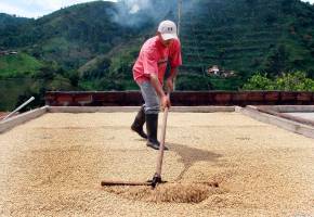 La trilla de café mostró una variación de 66,2% en julio, según el Dane. FOTO archivo EL COLOMBIANO