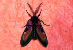 Chrysocale ignita. Foto: cortesía Indiana Cristo.