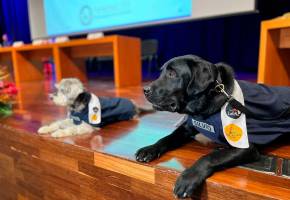 Qué significa Pet Friendly? Unete a la nueva tendencia - Biodog