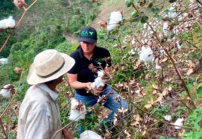 Campesinos de Uramita reactivan el cultivo de algodón en Antioquia, logrando una cosecha histórica de 20 toneladas tras décadas de abandono. FOTO cortesía ICA