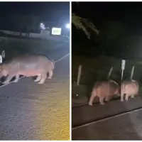 Así, en medio de la vía, fueron vistos 3 hipopótamos en la Medellín - Bogotá. Imagen tomada de redes sociales.