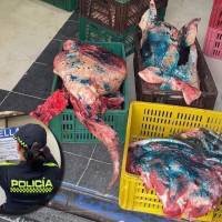 A la carne en mal estado le aplican un líquido de color azul para identificarla como no apta para el consumo. FOTOS Alcaldía de Bello.