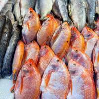 Imagen de referencia de pescados listos para la venta en la capital antioqueña. FOTO: Cortesía Alcaldía de Medellín