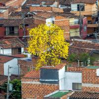 Un guayacán en Itagüí, iluminando las casas y edificaciones a su alrededor. FOTO Juan Antonio Sánchez. 
