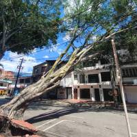 Un enorme árbol se desplomó en una zona cercana a la Universidad Pontificia Bolivariana (UPB). FOTO Julio César Herrera. 