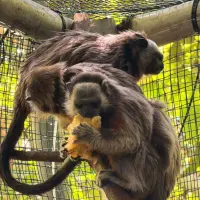 Dos de los monos tití liberados, tras un año de pasar por diferentes etapas de recuperación y readaptación. FOTO: Cortesía Área Metropolitana del Valle de Aburrá