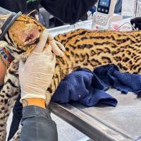 Durante la valoración veterinaria, los especialistas confirmaron que el cachorro presenta un peso adecuado y un buen estado general de salud. FOTO Área Metropolitana. 