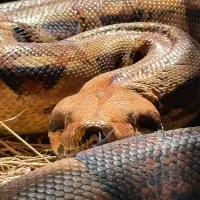 Una de las serpientes rescatadas por el Área Metropolitana. FOTO: Cortesía