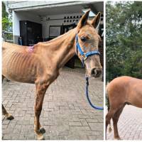 El antes y el ahora de Vencedor, el equino que fue hallado en una de las vías del municipio de Rionegro con graves afectaciones de salud. FOTO Cortesía Alcaldía de Rionegro. 