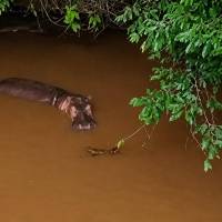 Según la tutela, el ejemplar se encuentra a unos cuatro kilómetros aguas arriba de la desembocadura del río Nare en el Magdalena, dentro de un corredor navegable usado tanto por comunidades ribereñas como por rutas oficiales de transporte escolar. FOTO Cortesía. 