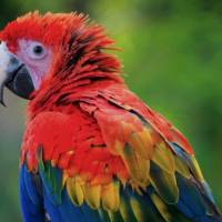 No todos los casos de tráfico o tenencia ilegal necesariamente terminan en manos de las autoridades, por lo que el número de ejemplares retirados del medio natural podría ser mayor. FOTO Corantioquia. 