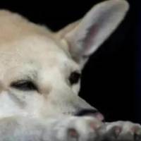 El perro, presuntamente, habría sido asesinado por ocasionar unos daños en una finca del sector. Imagen de referencia de ARCHIVO EL COLOMBIANO.